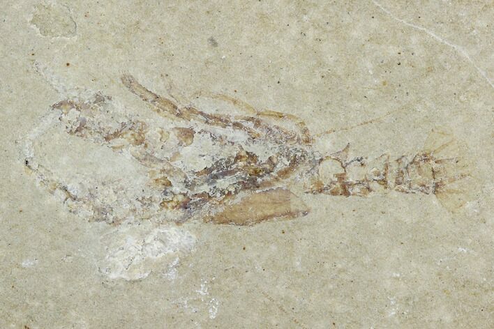 Cretaceous Lobster (Eryma) Fossil - Lebanon #124001